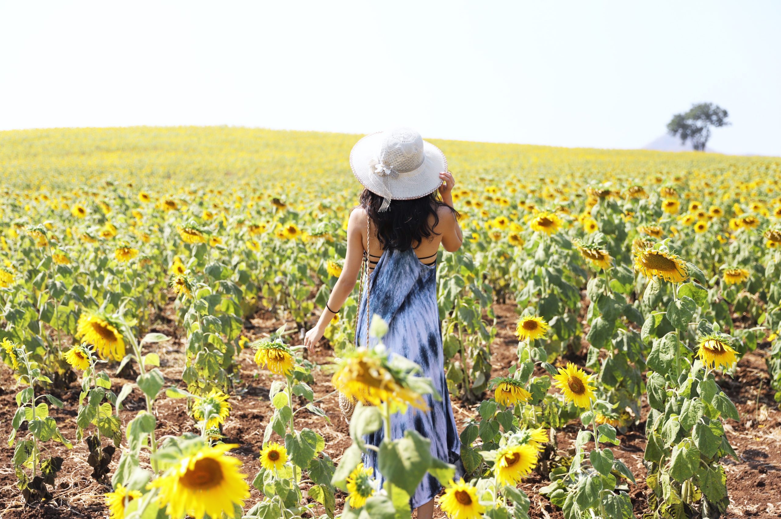 Sunflower Field Khao Yai