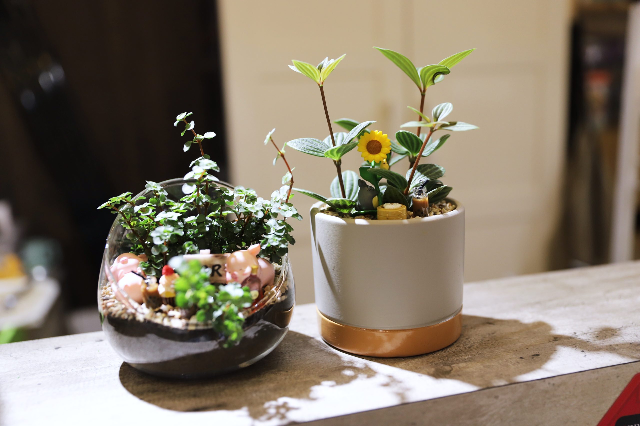 Our final product of potted plants and terrarium DIY