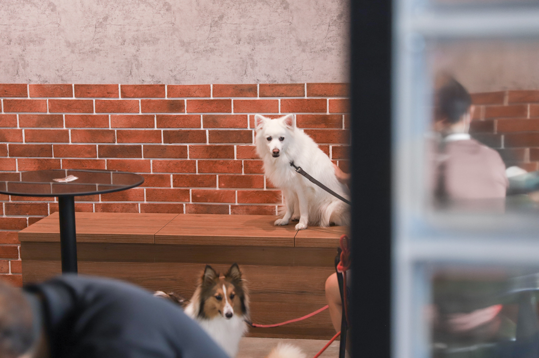 Two dogs at The Urban Hideout, dog-friendly cafe at Sembawang