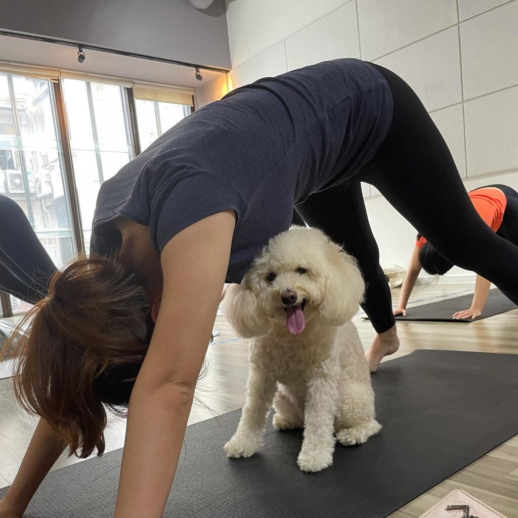 Puppy Yoga - yoga activities with your pet dog in Singapore