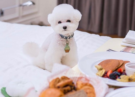 Dog-friendly hotel; Staycation at Intercontinental Hotel Singapore with your dog