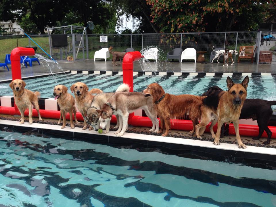 Sunny Heights - Dog-friendly swimming pools for pet-friendly activities in Singapore