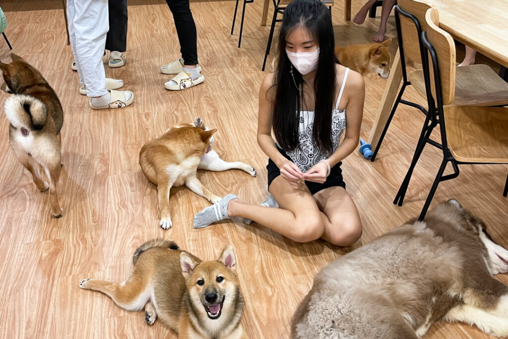 popular dog cafe at Mount Austin Johor Bahru (JB) — Shi-ba Cafe