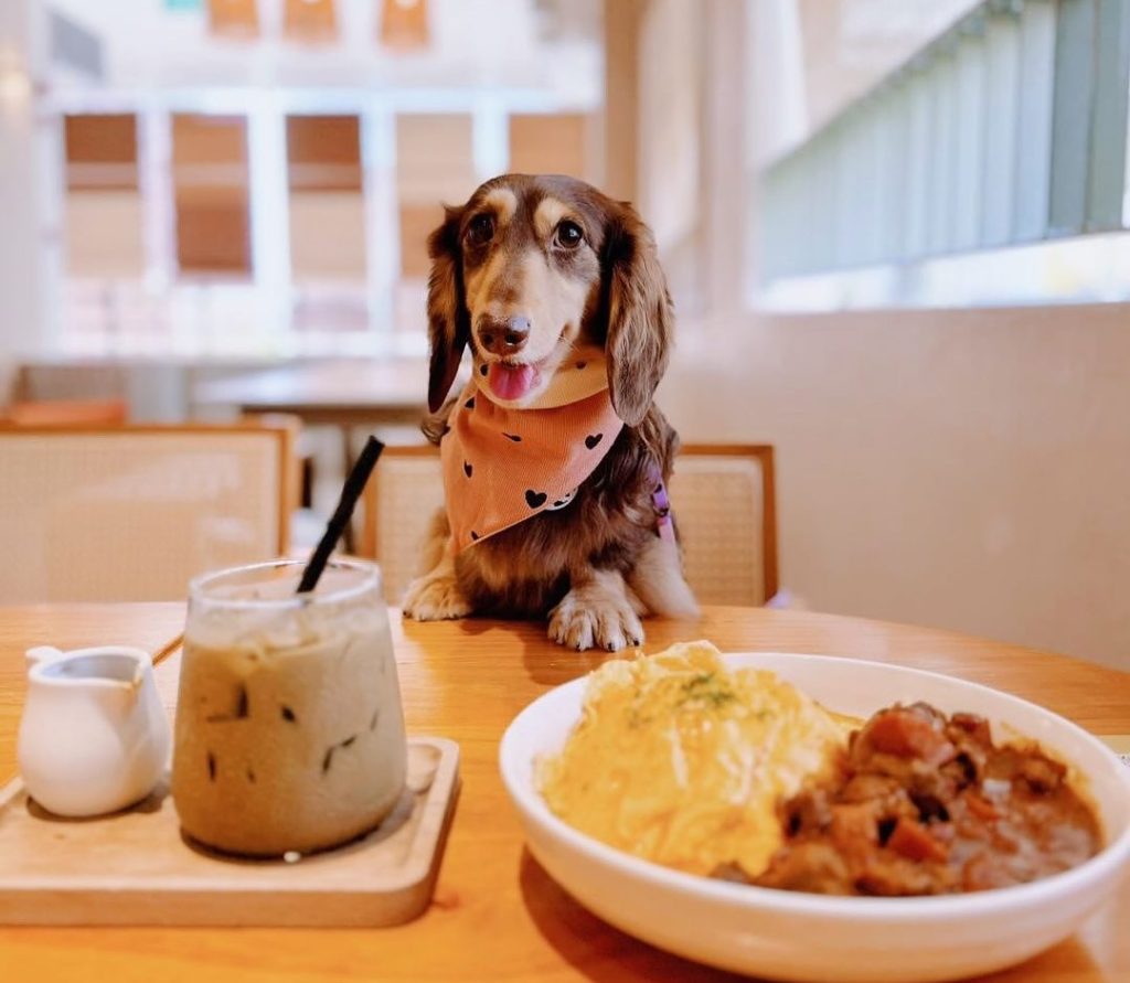 pet friendly cafe in Punggol, Well Collective at Northshore Plaza 