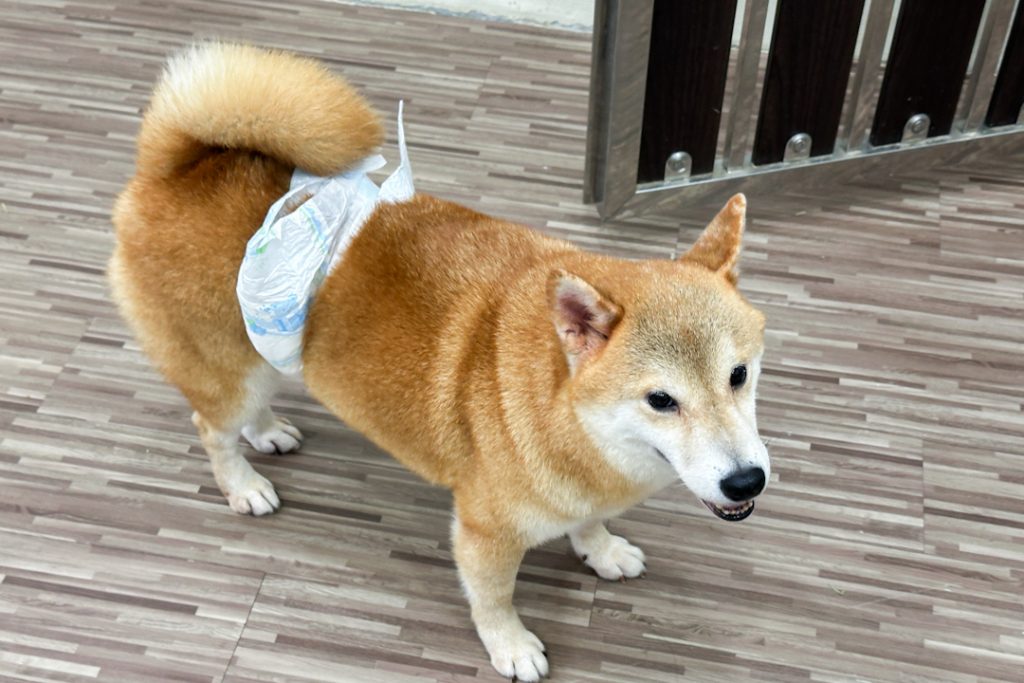 shiba inu at da little farm jb pet cafe
