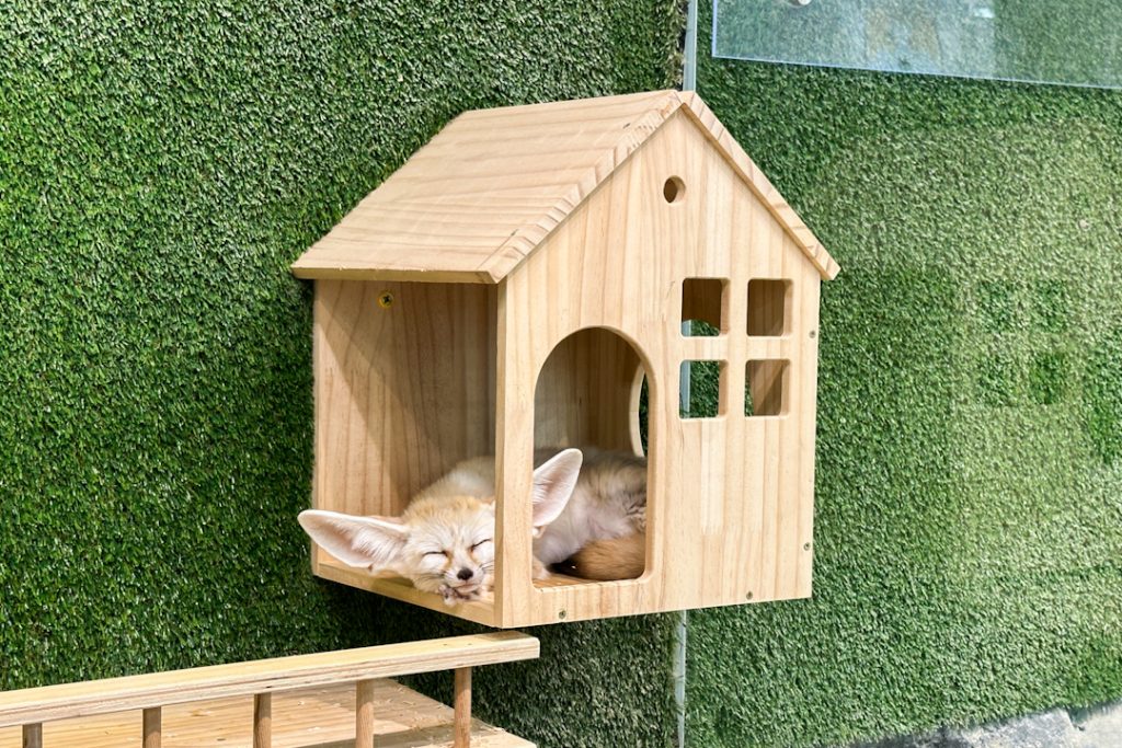 fennec fox at DA Little Farm