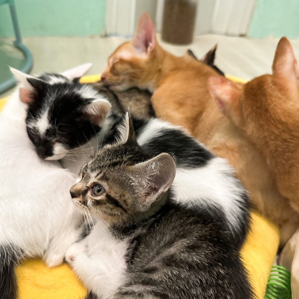 Cat cafe in Joo Chiat — Pat A Cat