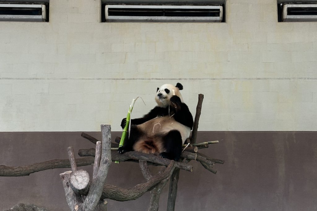 Adventure World Wakayama - panda