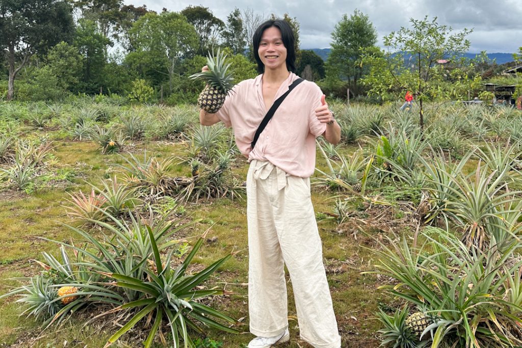 Picking pineapples at Bario