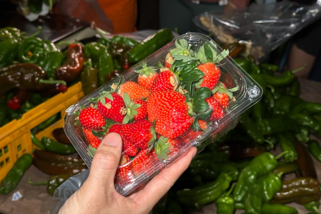 Strawberry picking at Tosari Farm at Bario mountains