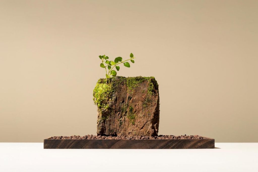 PLANT exhibition from SDW 2024