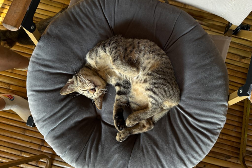 SAMKHA - Cat cafe in Hua Hin
