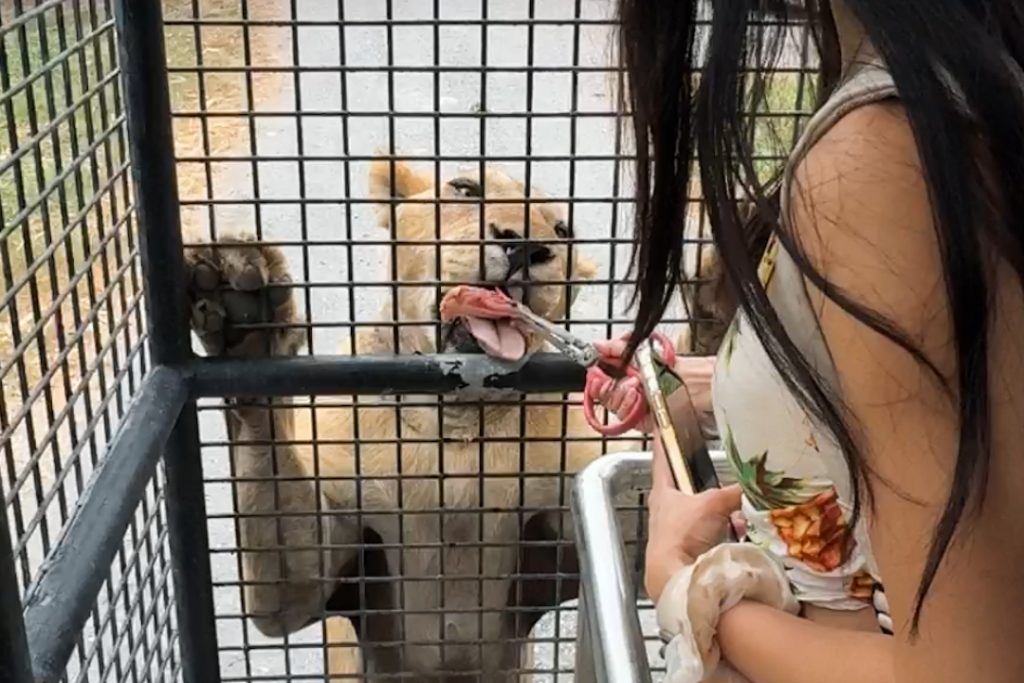 Feeding lions and tigers at Safari World Bangkok