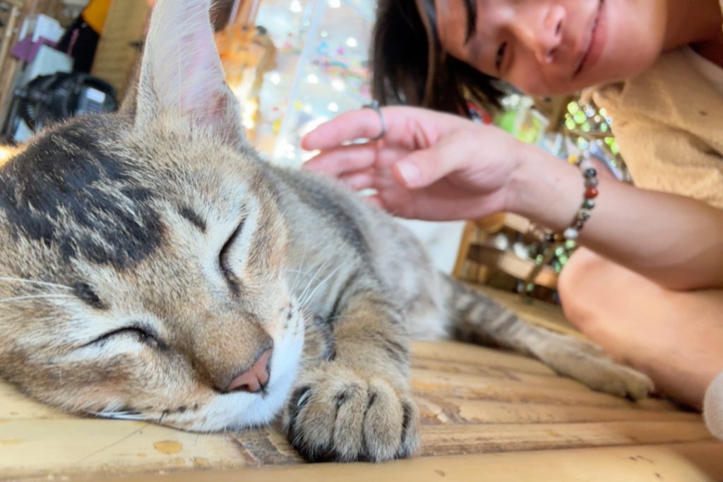 Kitten sleeping in SAMKHA Cafe