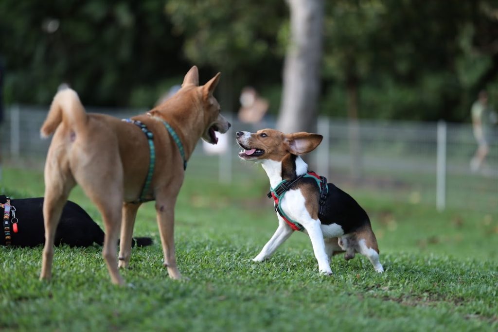 A huge grassy dog park ideal for pet-owners