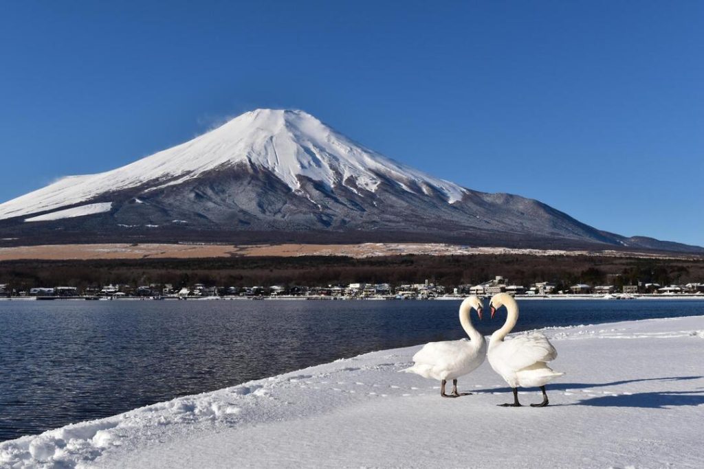 White swans beside Lake Yamanaka
