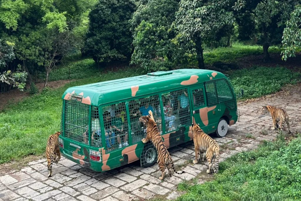 Up-Close Tiger Feeding Experience at Shenzhen Safari