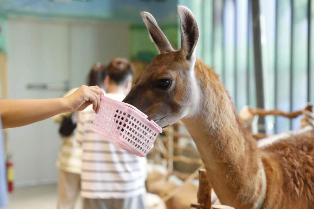 Kangaroo feeding at Wo Wo Meng Chong Dian in Baoqianli