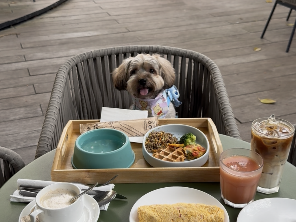 My dog enjoying his pet-friendly food at Amara hotel Sentosa