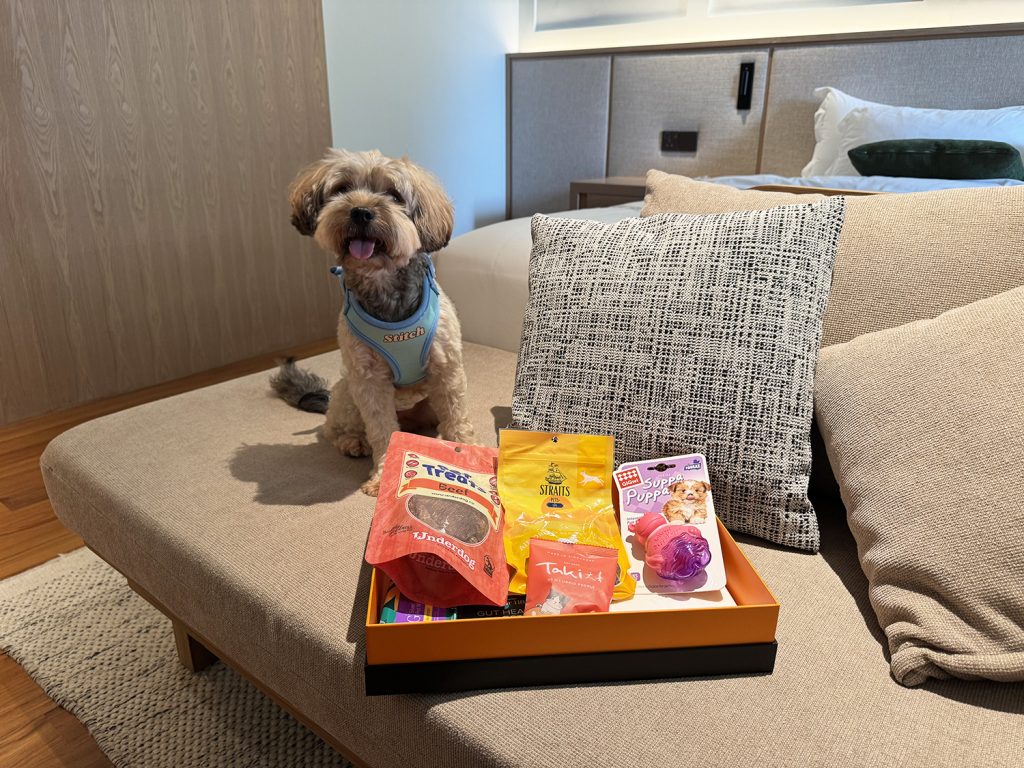 My dog enjoying some treats provided by the hotel