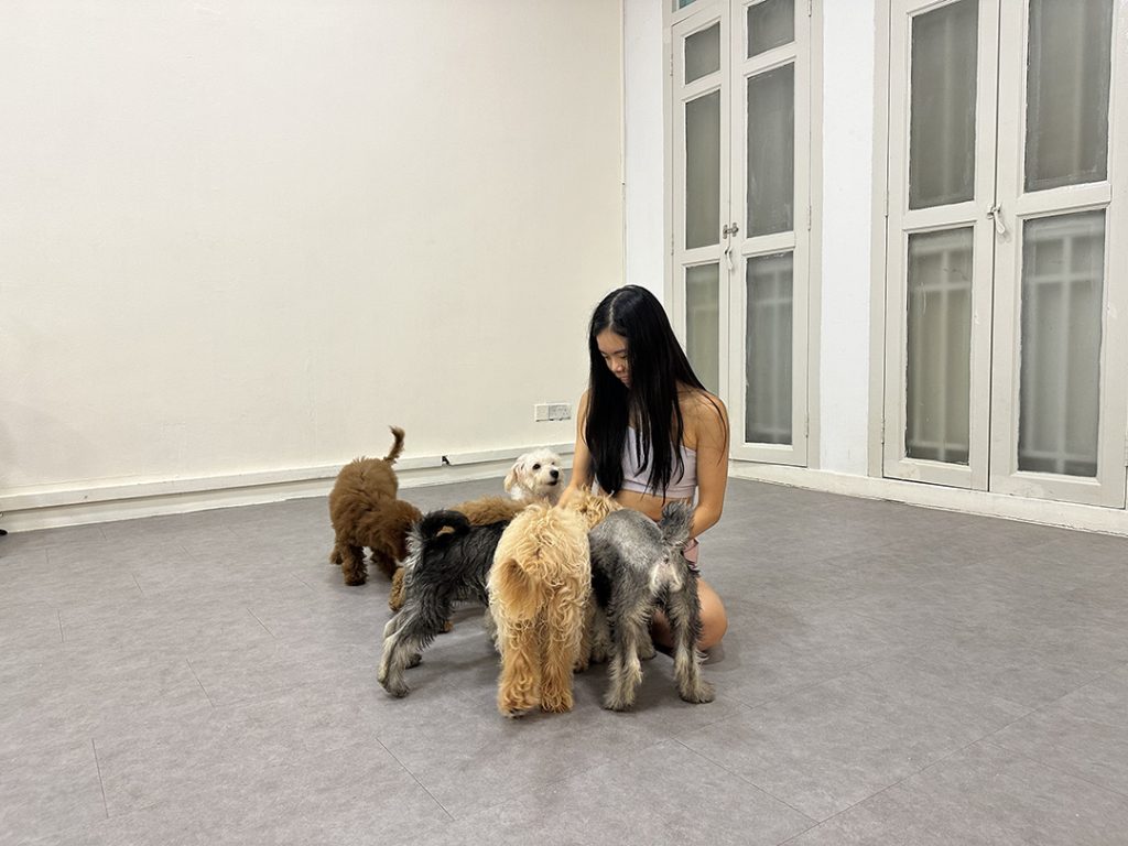 Puppy yoga in Singapore