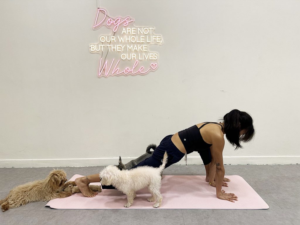 Planking with puppies beside you at Pawsome Event's puppy yoga