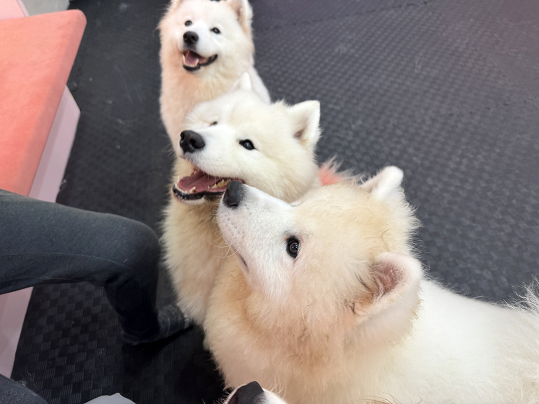 Snow Pawttage review – First Samoyed Yoga in Singapore