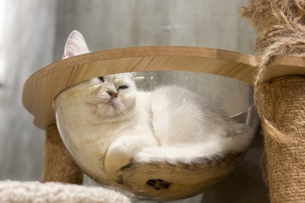 Photo of cat sleeping at Coffee Cat House