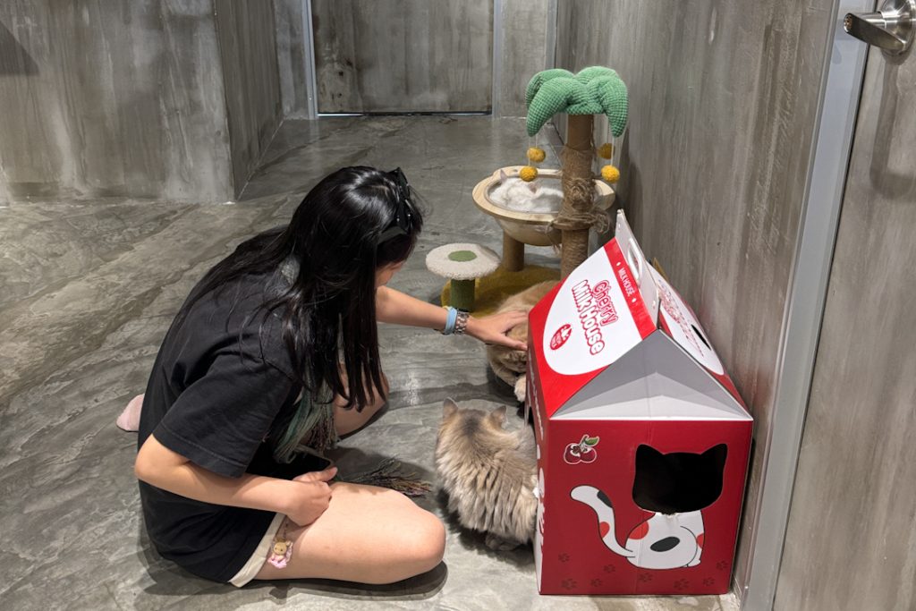 Playing at cat cafes in JB