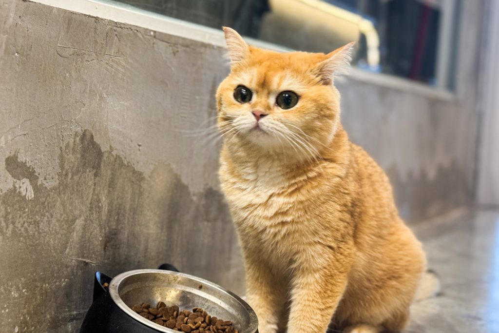 Mofusand looking cat