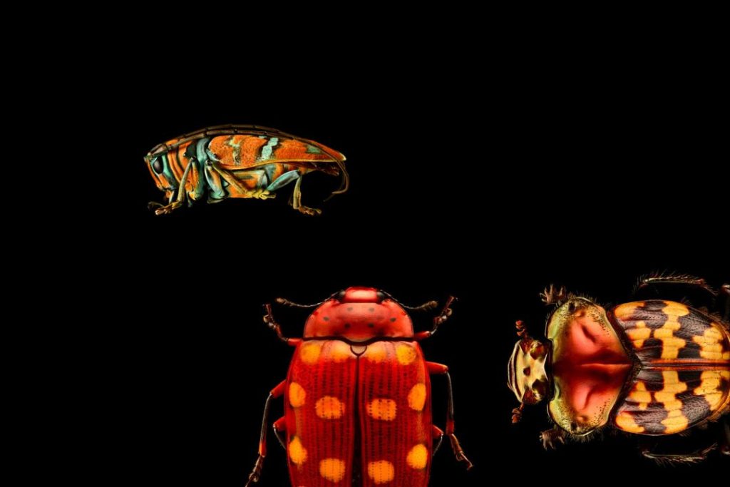 Insects Microsculptures Magnified exhibition