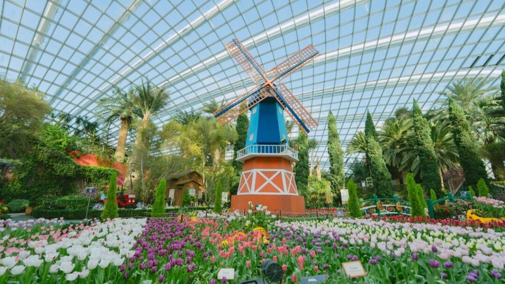 Tulipmania