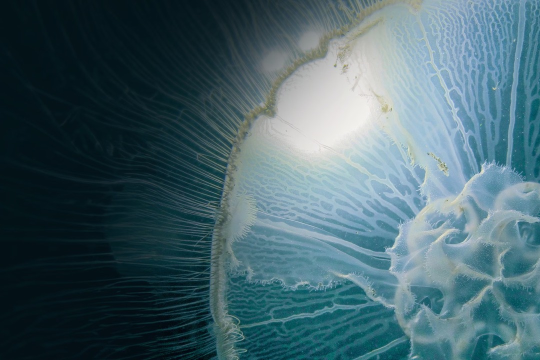 Bioluminescent deep-sea corridor in Into the Ocean Journey Beneath at ArtScience Museum
