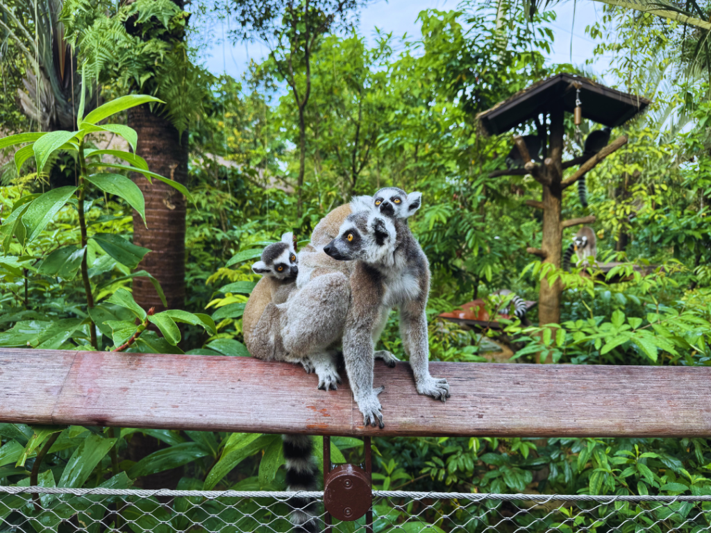 lemurs during the treks at rainforest wild adventure, one of the activities for the glamping guests