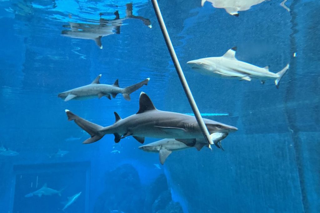 singapore oceanarium apex predators shark images