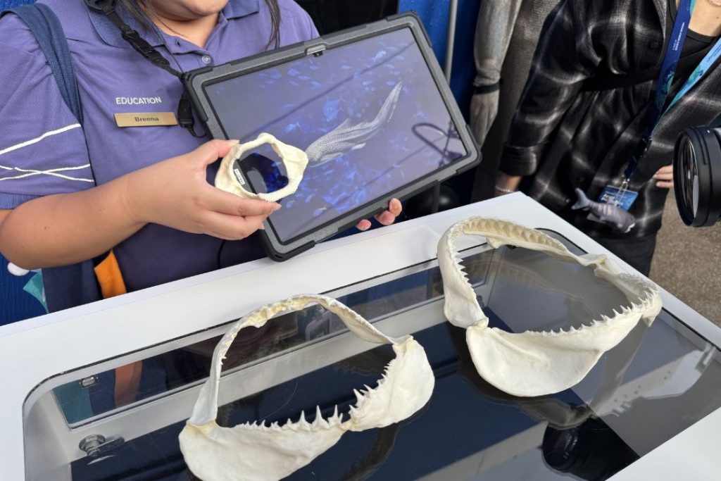 shark specimen and fossils at singapore oceanarium